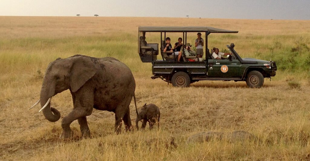 Best Safari Experiences by Travel Style