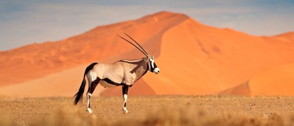 Namibia Desert Landscapes and Unique Wildlife